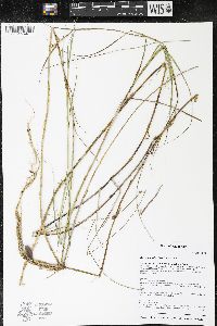 Carex chordorrhiza image