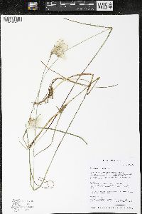 Eriophorum tenellum image