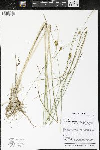 Carex magellanica image