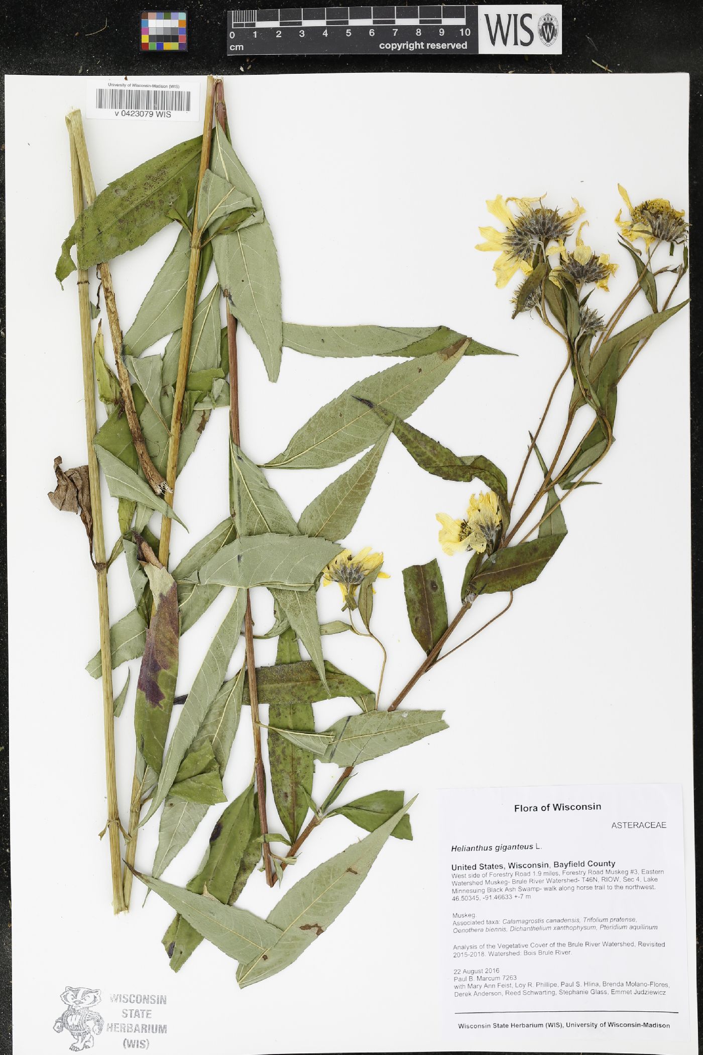 Helianthus giganteus image