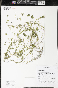 Callitriche palustris image