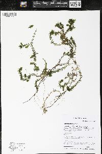 Elodea canadensis image