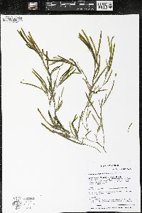 Potamogeton obtusifolius image