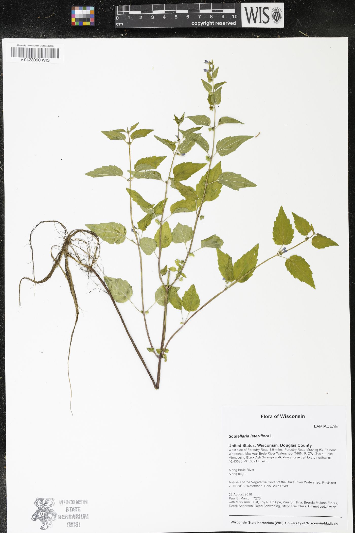 Scutellaria lateriflora image