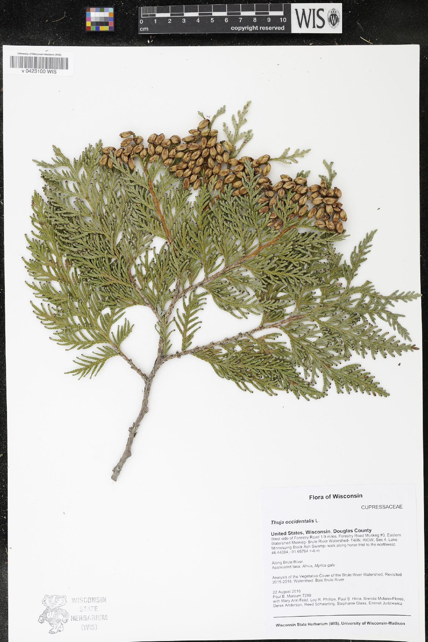 Thuja occidentalis image