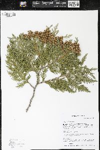 Thuja occidentalis image