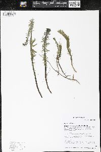 Hippuris vulgaris image