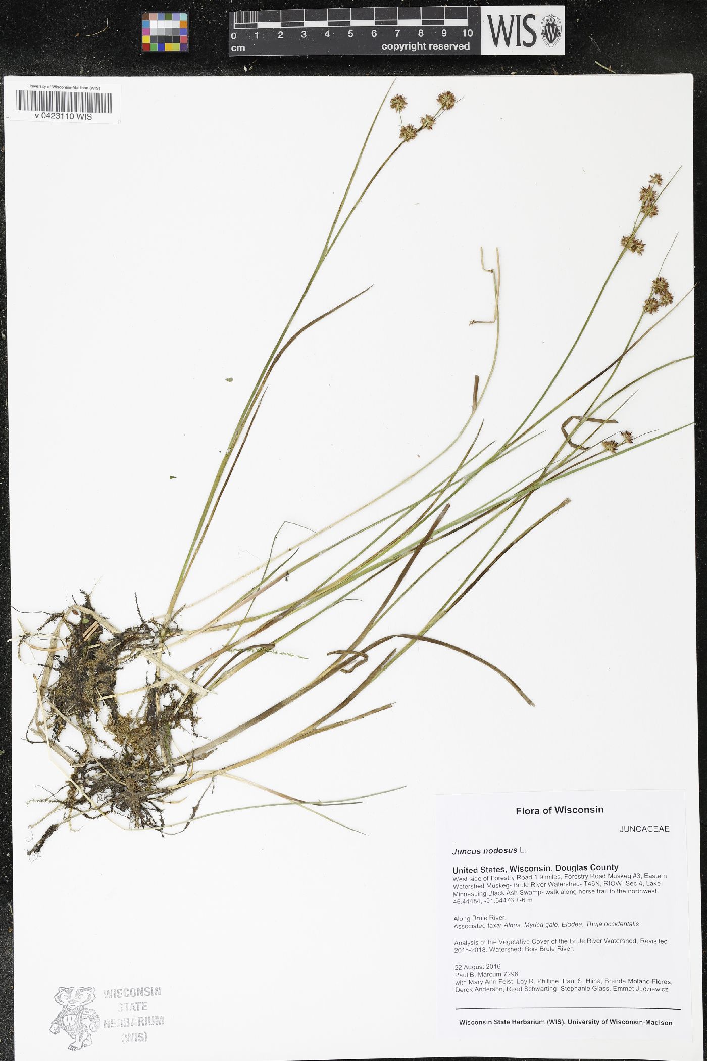 Juncus nodosus image