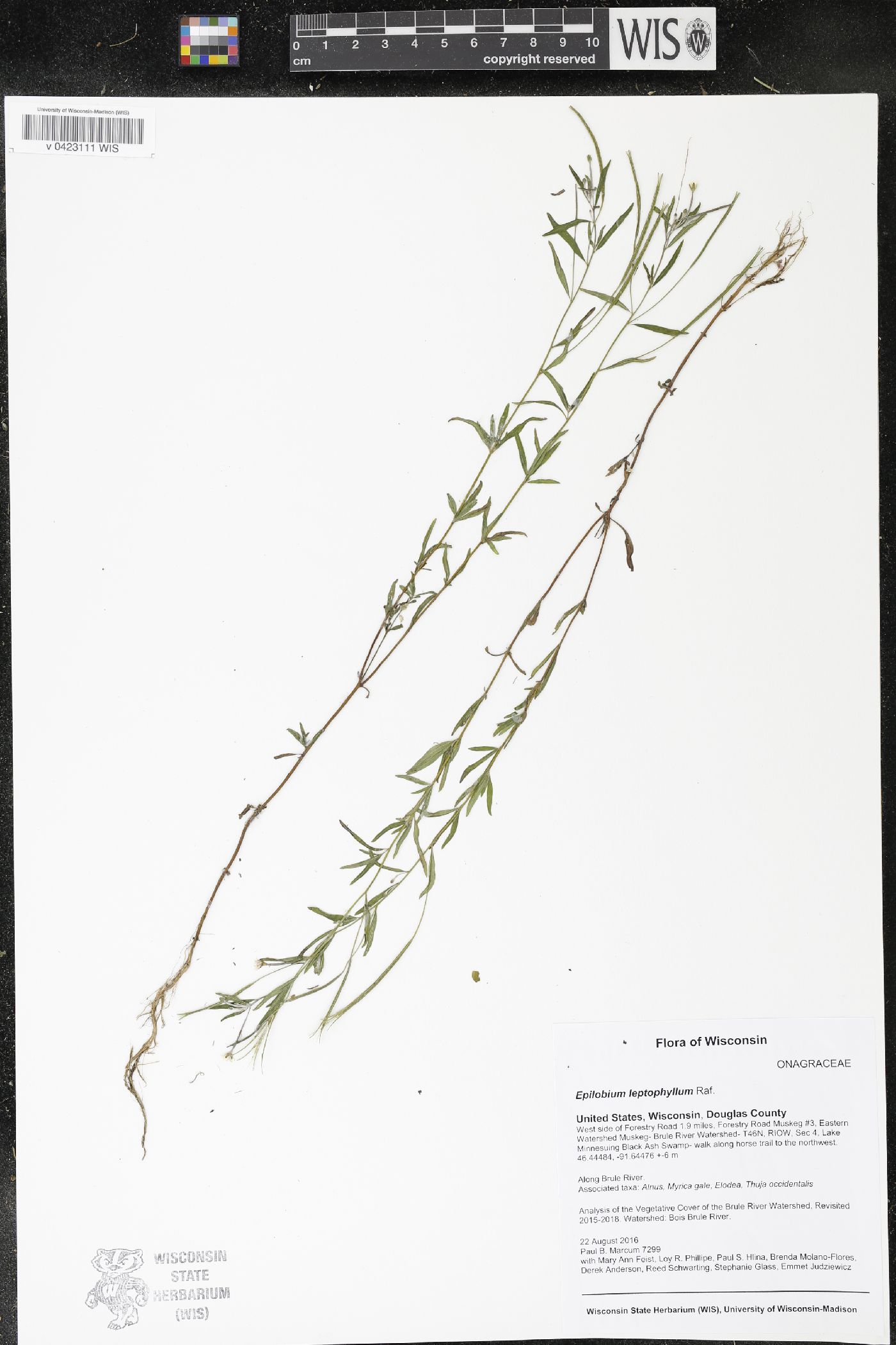 Epilobium leptophyllum image