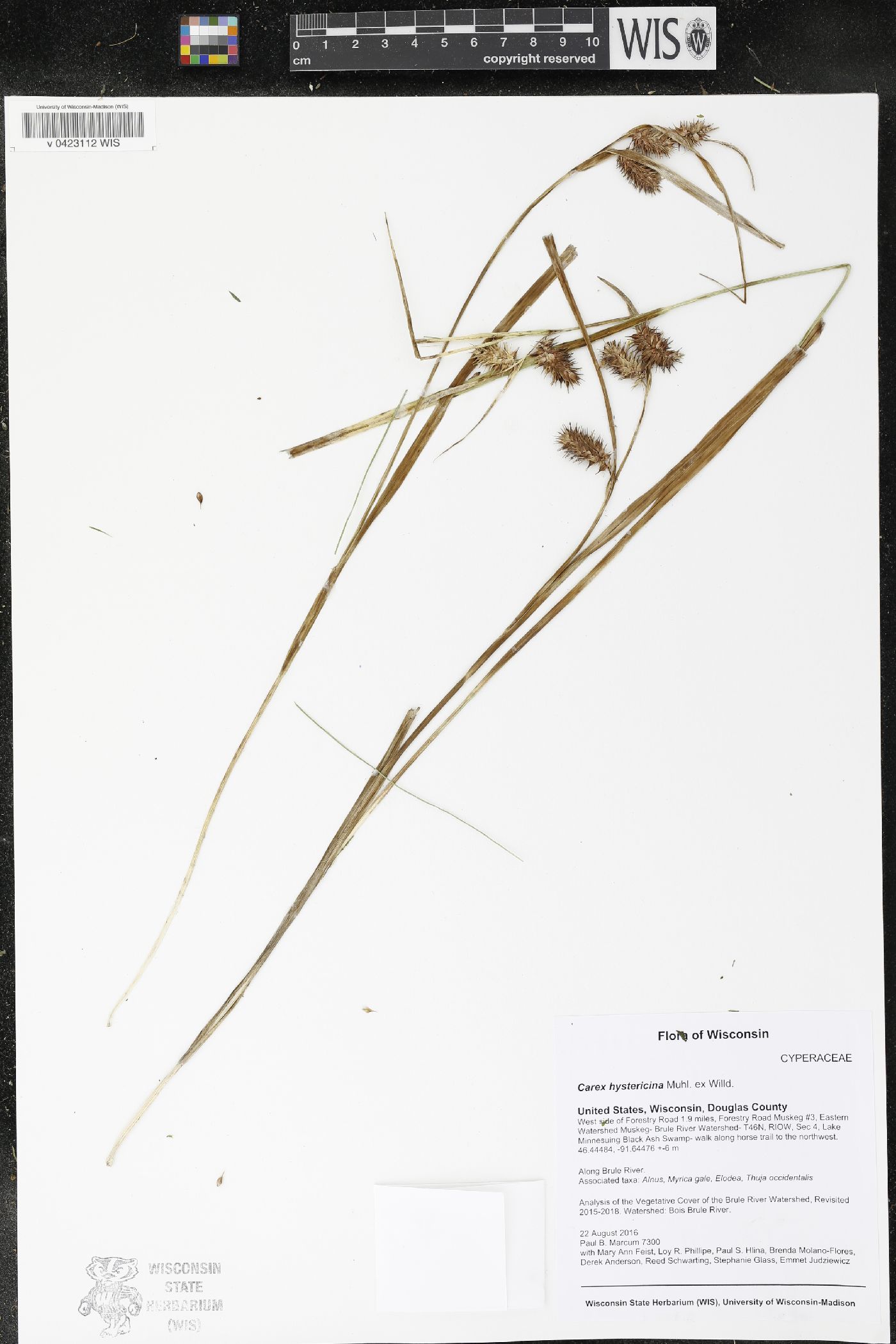 Carex hystericina image