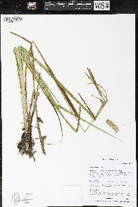 Carex pseudocyperus image