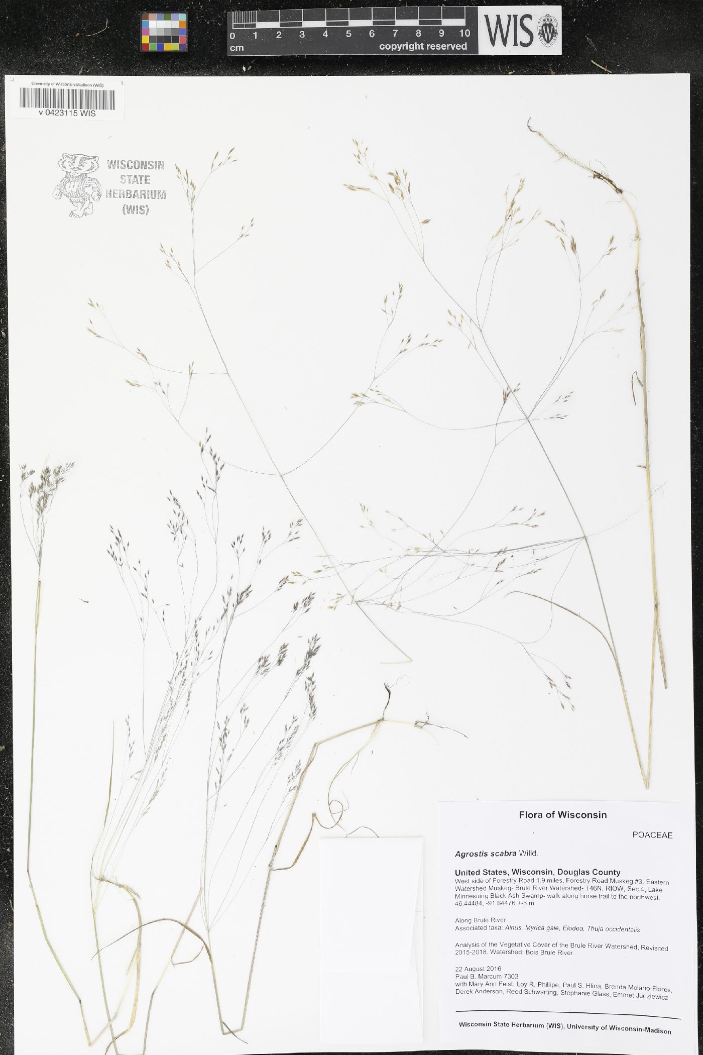 Agrostis scabra image