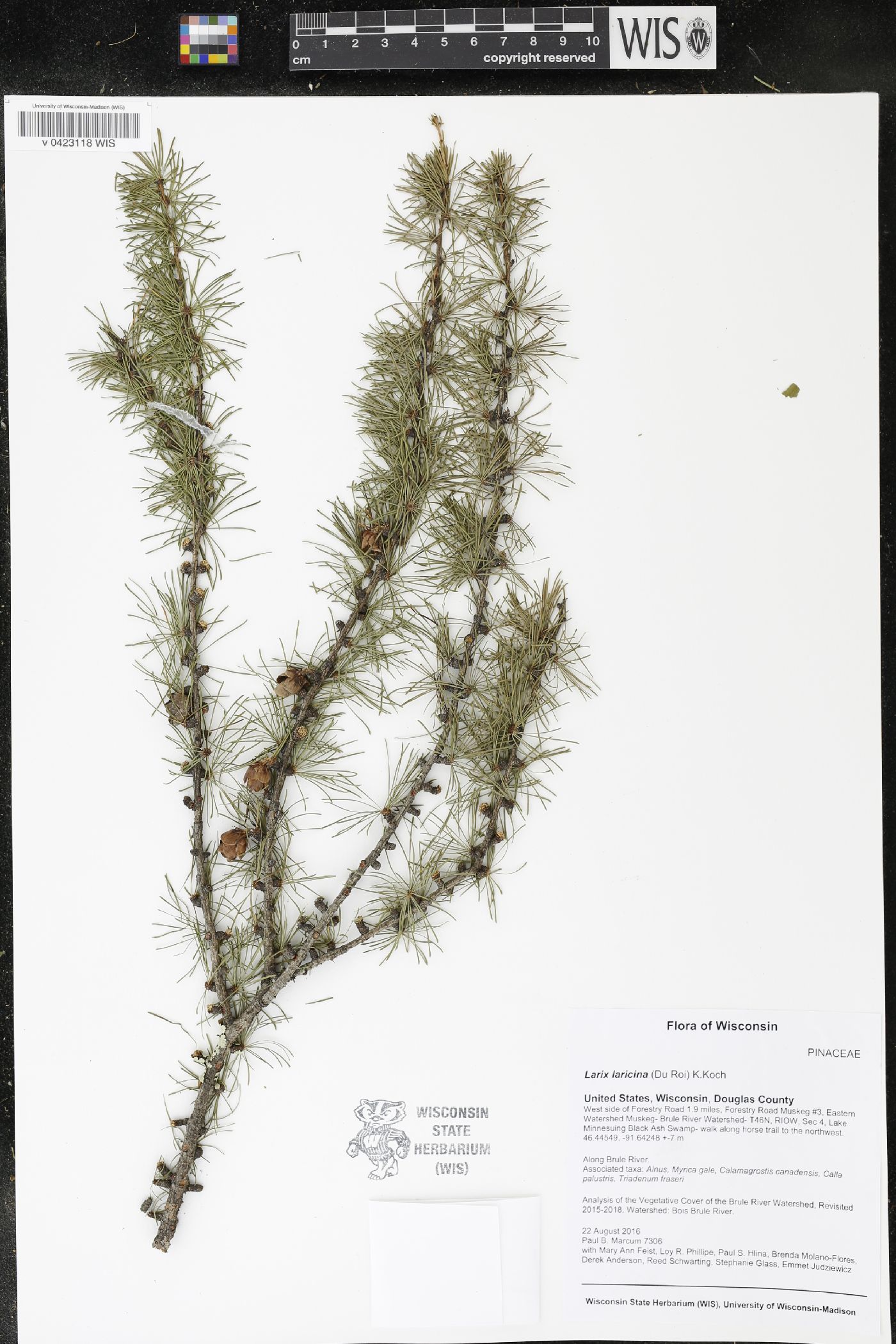 Larix laricina image