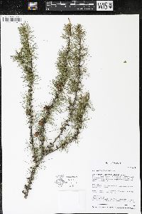 Larix laricina image