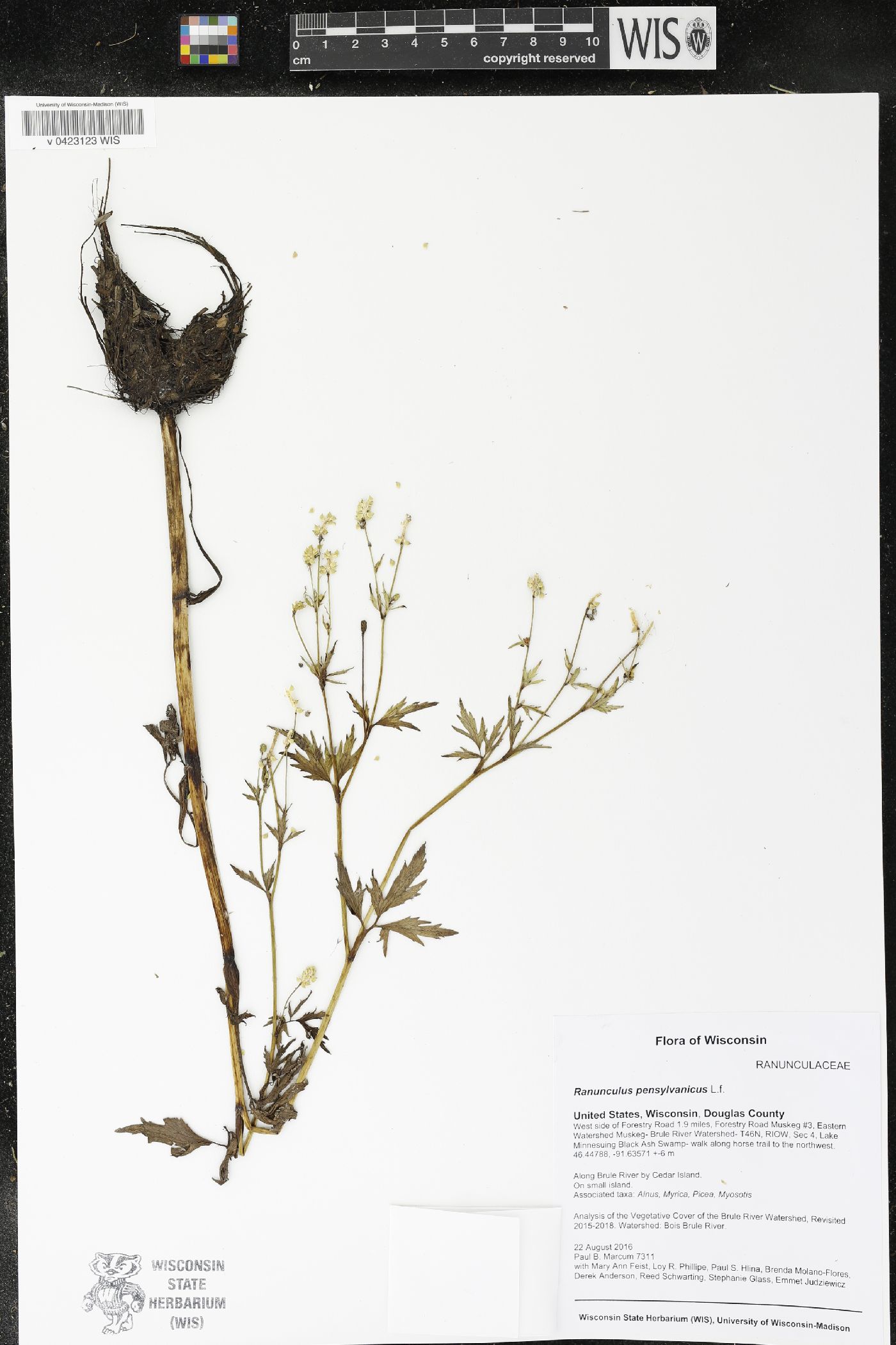 Ranunculus pensylvanicus image