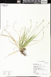 Carex peckii image