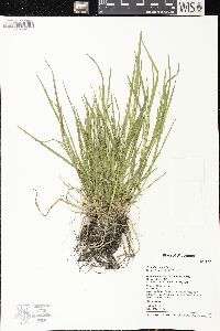 Poa alsodes image