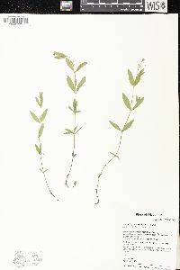 Moehringia lateriflora image