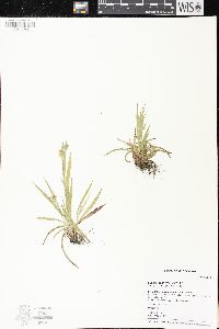 Luzula multiflora image