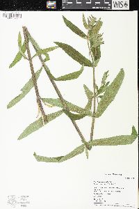 Stachys arenicola image