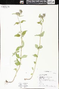 Clinopodium vulgare image