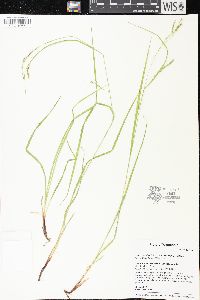 Carex debilis var. rudgei image