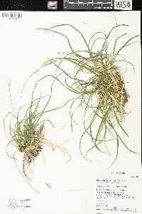 Carex lucorum image