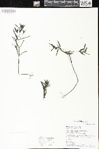 Melampyrum lineare image