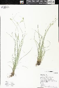 Carex sterilis image