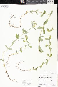Hypericum ellipticum image