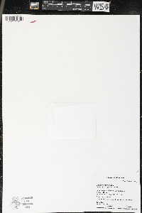 Callitriche palustris image