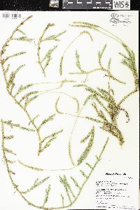 Lycopodium lagopus image