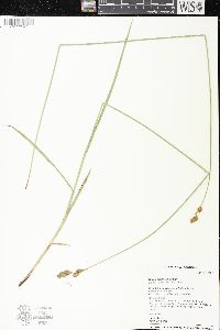 Carex bicknellii image