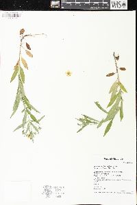 Lysimachia lanceolata image