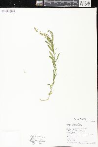 Polygala polygama image