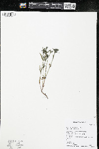 Houstonia longifolia image