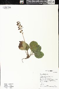 Pyrola americana image