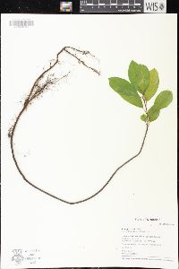 Frangula alnus image