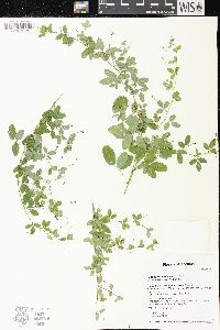 Lespedeza frutescens image