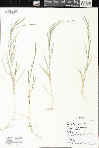 Muhlenbergia schreberi image