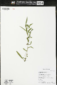 Ludwigia polycarpa image