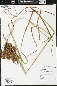 Scirpus pedicellatus image