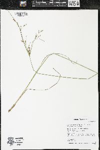 Juncus anthelatus image