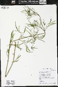 Bidens trichosperma image