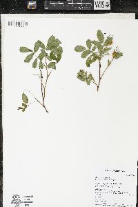 Rosa blanda image