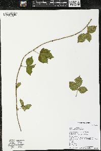 Rubus flagellaris image