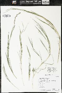 Muhlenbergia mexicana image