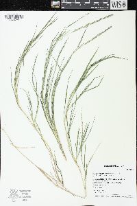 Muhlenbergia mexicana image