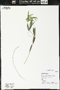 Lathyrus palustris image