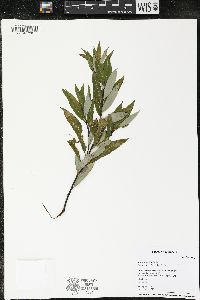 Salix petiolaris image